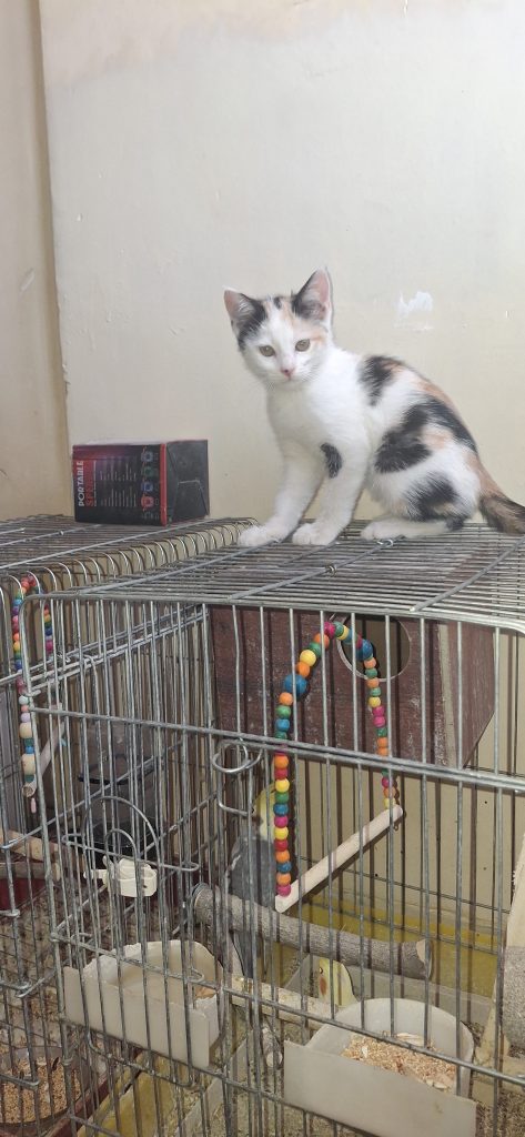بچه گربه کالیکو 3 ماهه ماده