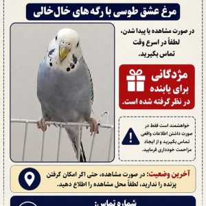 گمشده مرغ عشق در خیابان نامجو
