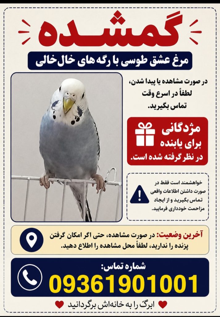 گمشده مرغ عشق در خیابان نامجو