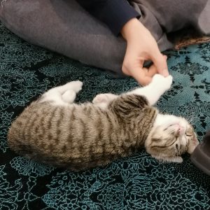 بچه گربه 3ماهه نر DSH