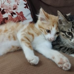 دوتا گربه بازیگوش