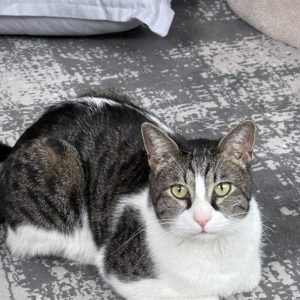 واگذاری گربه DSH سه ساله نر
