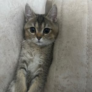 بریتیش اصیل ماده 10 ماهه
