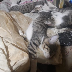 سه بچه گربه همسان DSH