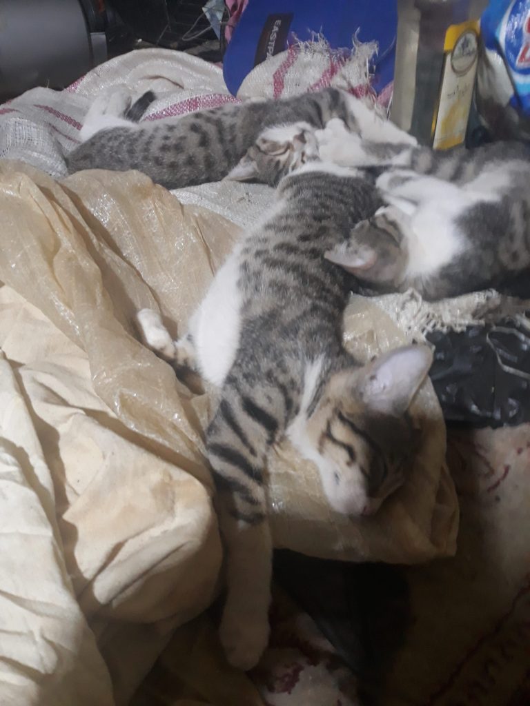 سه بچه گربه همسان DSH