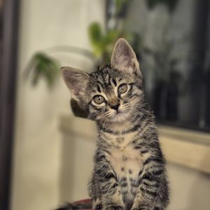 واگذاری گربه ۲ ماهه DSH نر