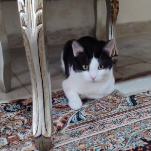 واگذاری گربه بازیگوش و باهوش DSH نر یکساله