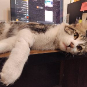 واگذاری گربه دی اس اچ نر 1 ساله