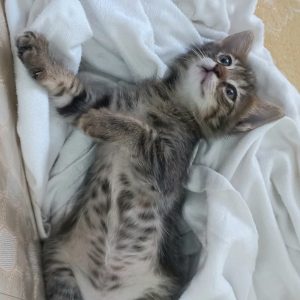 واگزاری بچه گربه ماده ۱ ماهه