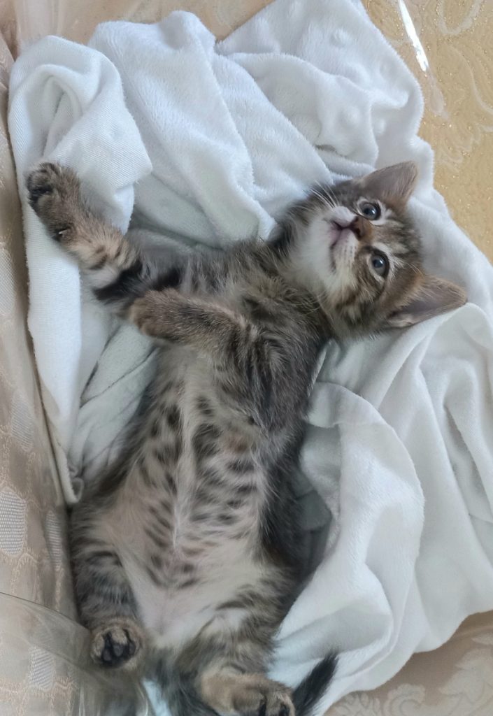 واگزاری بچه گربه ماده ۱ ماهه