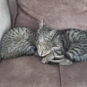دوتا بچه گربه بامزه DSH نر و ماده