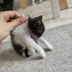 بچه گربه یکماهه DSH در صورت ارسال عکس و فیلم