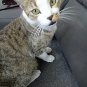 لارا گربه گمشده