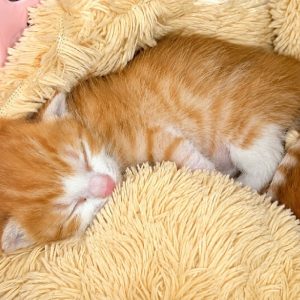دوتا توله گربه 12روزه