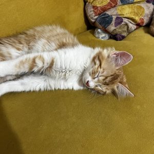 واگذاری بچه گربه نر دو ماه و نیمه