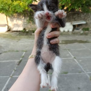 واگذاری رایگان بچه گربه دی اس اچ ماده 45 روزه