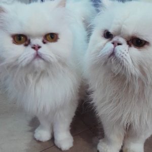 گربه پرشین نر و ماده 3 ساله