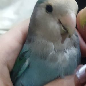 طوطی برزیلی‌گمشده در چهار راه کارمند