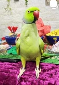 طوطی ملنگو سبز گمشده به نام فندق