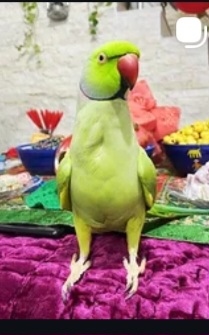 طوطی ملنگو سبز گمشده به نام فندق