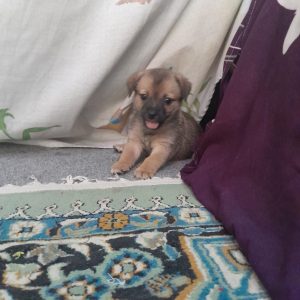واگذاری سگ شیتزو کراس ماده 45 روزه