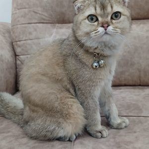 گربه بریتیش اسکاتیش نر 6 ماهه