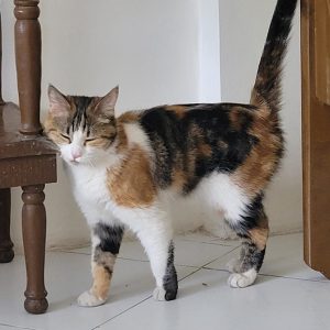 واگذاری گربه ماده DSH سه ساله