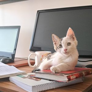 واگذاری بچه گربه ۳ ماهه نر دی اس اچ