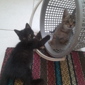 دو گربه ۲ونیم ماهه و ۳ونیم ماهه واگذار میشود با فرم واگذاری