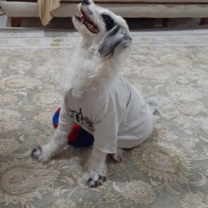 سگ تریر تربیت شده با وسایل