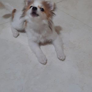 سگ پامرین ماده 3 ماهه واکسن زده