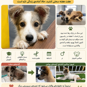 واگذاری سگ میکس اشپیتز نر ۵ ماهه