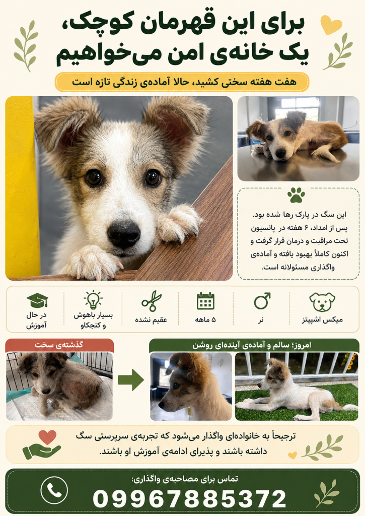 واگذاری سگ میکس اشپیتز نر ۵ ماهه