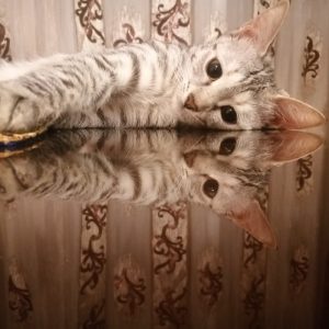 دخترخانوم DSH فوق العاده دوسداشتنی 1 ساله