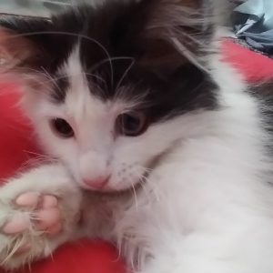 واگذاری بچه گربه تاکسیدوی موبلند ماده