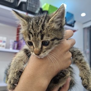 واگذاری گربه دی اس اچ رایگان ماده یک ماهه