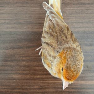قناری گمشده در خیابان کاشانی جنوبی