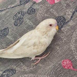 یک مرغ عشق سفید گمشده در بلوار قائم