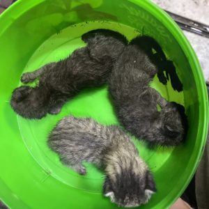 سه تا بچه گربه DSH نوزاد