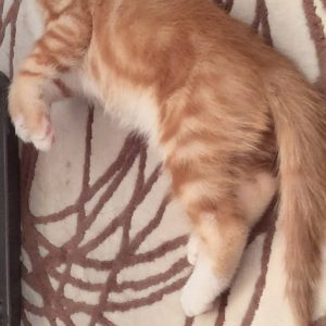 متین بچه گربه۲ ماهه بسیار زیبا و بازیگوش