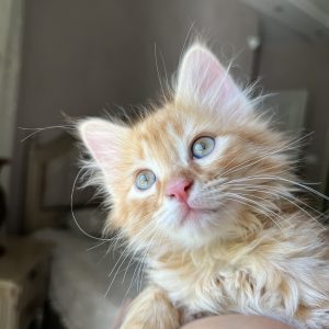 بچه گربه نارنجی DLH نر 3 ماهه