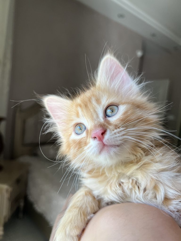 بچه گربه نارنجی DLH نر 3 ماهه