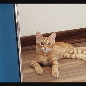 گربه گمشده در مرزداران سپهر ۱۱