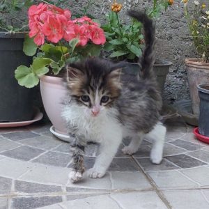 واگذاری گربه دوماهه DSH نر
