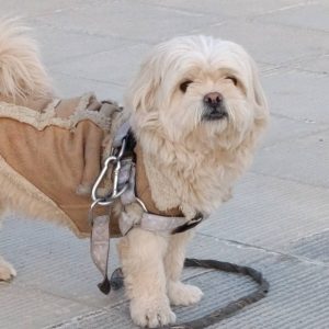 شیتزو فلت نر عقیم شده 4 ساله