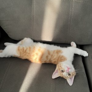بچه گربه ۳ ماهه نر DSH