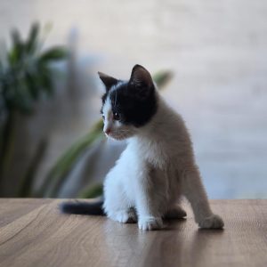 واگذاری رایگان گربه ماده 2 ماهه دی اس اچ