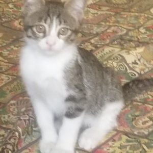 گربه چهارماهه dsh نر بسیار بامزه
