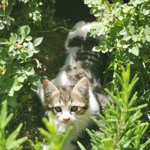 یک گربه ماده و 5 بچه گربه