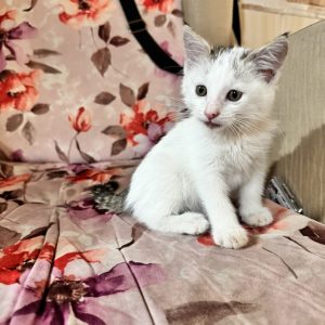 بچه گربه ۱ماهه بدون مادر DSH